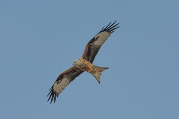 Fototapeta premium Rotmilan