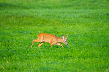 in the morning you  can see deer in the fields