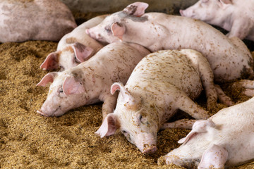Group of pigs in organic rural farm agricultural. Livestock industry