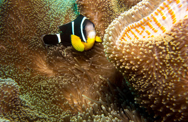 Poisson clown de Maurice dans son anémone