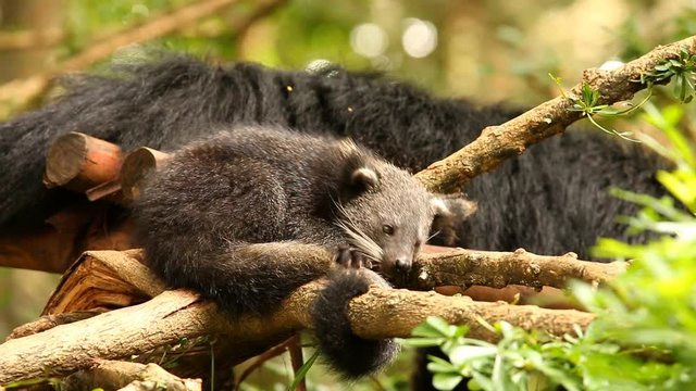 Binturong baby playing on the tree, Chiamgmai Thailand