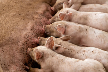 Newborn piglets feeding from mother pig in organic farm