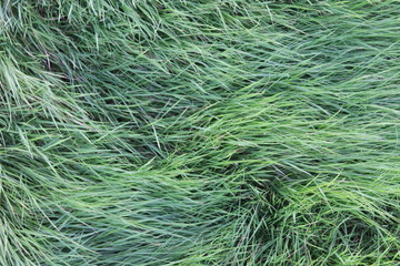 closeup of green grass