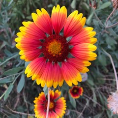 Showy and bright Gaillardia pulchella flower with green grass