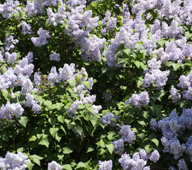 Butterfly Vanessa cardui on lilac flowers. Pollination blooming