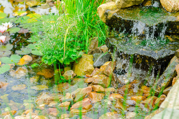 Natural pond in garden