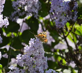 Butterfly Vanessa cardui on lilac flowers. Pollination blooming