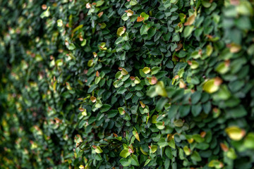 Floristic background. green leaves.