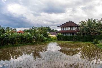 Rice on field near traditional house Bali. 