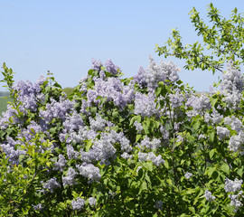 Flowers blooming lilac. Beautiful purple lilac flowers outdoors.