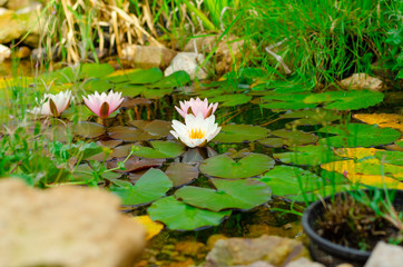 Natural pond in garden