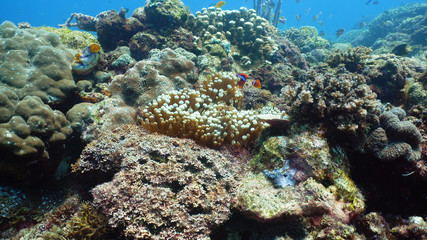 Naklejka na ściany i meble Tropical fishes and coral reef, underwater footage. Seascape under water. Camiguin, Philippines.