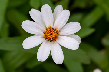 Obraz premium 野花