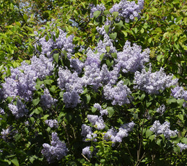 Fototapeta premium Flowers blooming lilac. Beautiful purple lilac flowers outdoors.