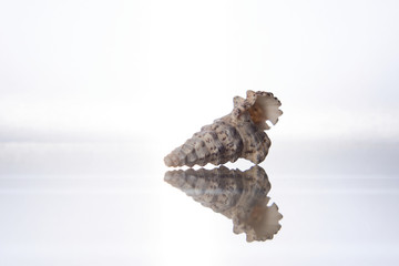 Seashell and reflection in glass on a white background