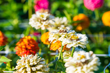 Fototapeta premium many bright flowers heads with green background