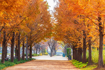 Naklejka premium Autumn road in Park,Seoul Korea.