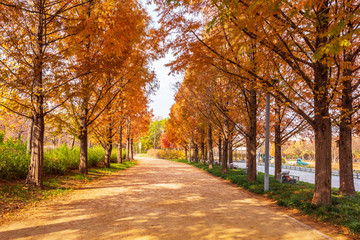 Autumn road in Park,Seoul Korea.