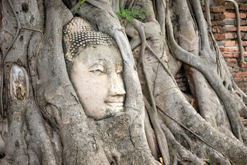 Fototapeta na wymiar Ayutthaya Buddha Head in Tree Roots, Buddhist temple Wat Mahathat in Thailand