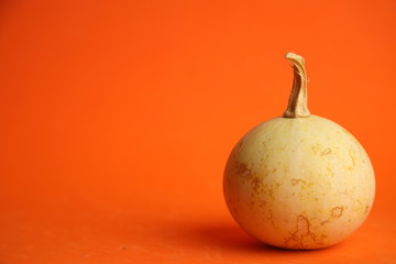 Pumpkins on an orange background. Autumn harvest