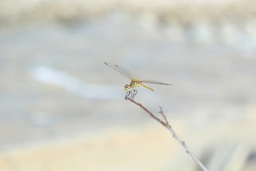 yellow dragonfly on a grey background