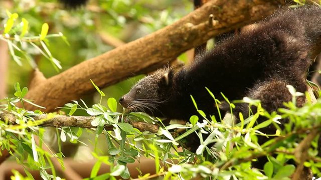 Binturong baby playing on the tree, Chiamgmai Thailand