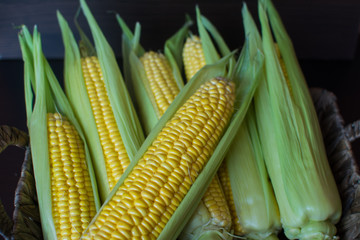 Corn. Ears of ripe sweet corn in leaves on a dark wooden background.