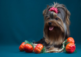 Yorkshire terrier with pumpkins. Long haired with grooming