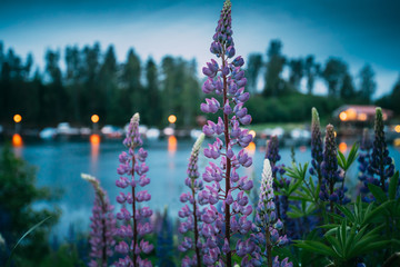 Wild Flowers Lupine In Summer Meadow Near Lake At Evening Night. Lupinus, Commonly Known As Lupin...