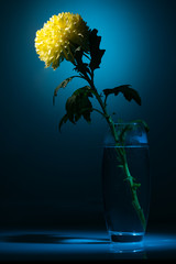 yellow chrysanthemum flower in a vase on a blue background