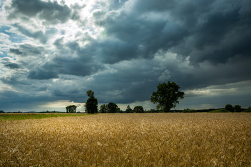 Fototapeta premium Rye field, trees on the horizon and dark clouds