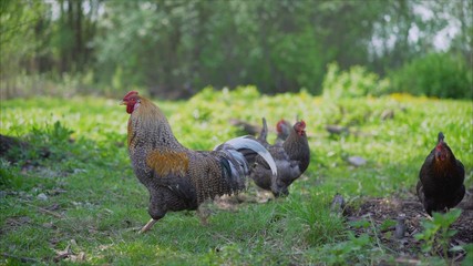 Darken cockerel and his light yellow hen roam freely in the yard near the coop. Rooster with a frostbitten comb. Beautiful rooster in a meadow near hens