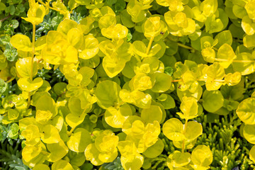 Yellow flowers natural background close up