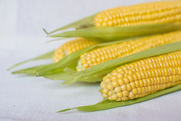 Corn. Ears of ripe sweet corn in leaves on a light tablecloth.