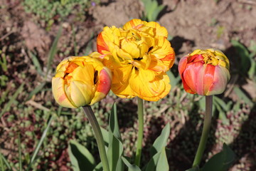  Colorful tulips bloom in the spring garden