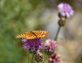 papillon sur chardons