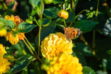 many bright flowers heads  with green background