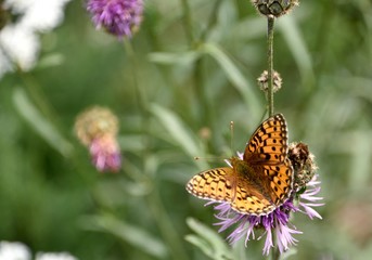 Papillon sur chardons