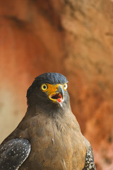 Crested serpent eagle in close up