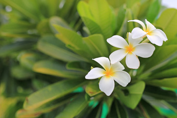 Fototapeta na wymiar White-yellow frangipani tropical flower, plumeria spa flower blooming on tree.