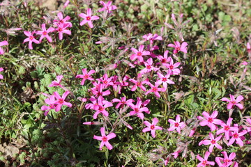  Pink fragrant flowers bloomed in the flowerbed in summer.
