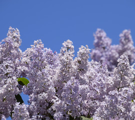 Flowers blooming lilac. Beautiful purple lilac flowers outdoors.