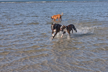 Boxer running in water. Dog walking and playing in the sea. Happy pet in the wild