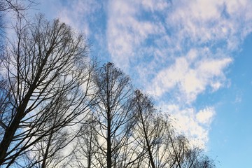 風景　冬　落葉樹　そら　栃木　