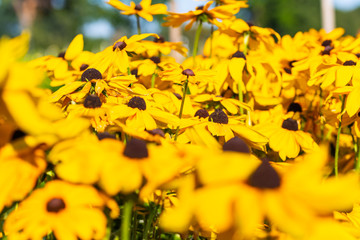Fototapeta premium many bright flowers heads with green background