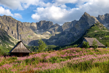 View of the Tatras mountains and colorful flowers in Gasienicowa valley.