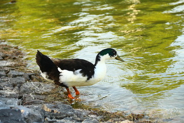 duck in the water