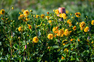 Obraz premium many bright flowers heads with green background