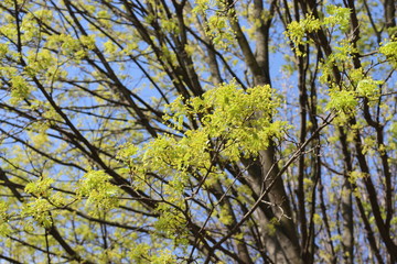  A tree bloomed with yellow flowers in spring