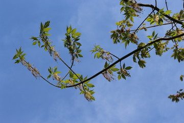  Maples bloom in spring in the park